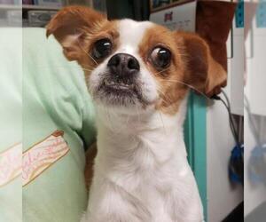 Chihuahua Dogs for adoption in Madisonville, TN, USA