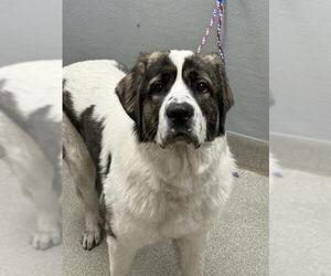 Saint Bernard-Unknown Mix Dogs for adoption in Las Vegas, NV, USA