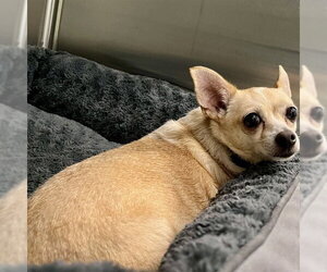 Chihuahua Dogs for adoption in Tavares, FL, USA