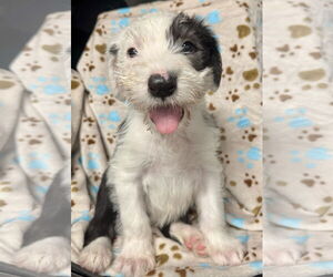 Neapolitan Mastiff-Old English Sheepdog Mix Dogs for adoption in Marina Del Rey, CA, USA