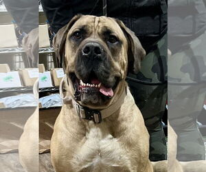 Mutt Dogs for adoption in Goodyear, AZ, USA