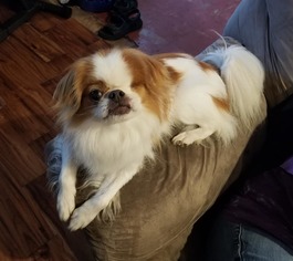 Small Japanese Chin