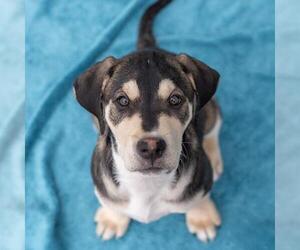 Labrador Retriever-Unknown Mix Dogs for adoption in San Diego, CA, USA