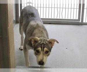 Siberian Husky-Unknown Mix Dogs for adoption in Orange, CA, USA