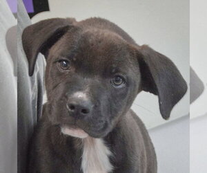 Boxer-Unknown Mix Dogs for adoption in Huntley, IL, USA