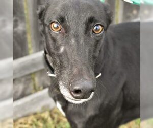 Greyhound Dogs for adoption in Grandville, MI, USA