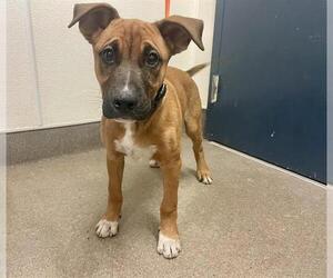 German Shepherd Dog-Unknown Mix Dogs for adoption in HESPERIA, CA, USA