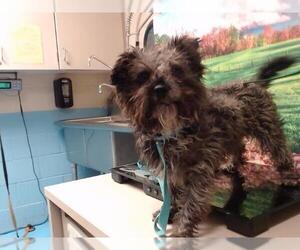 Mutt Dogs for adoption in Moreno Valley, CA, USA