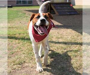 Mutt Dogs for adoption in San Antonio, TX, USA