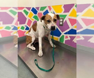 Staffordshire Bull Terrier-Unknown Mix Dogs for adoption in Baytown, TX, USA