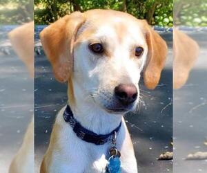 Mutt Dogs for adoption in Gulfport, MI, USA