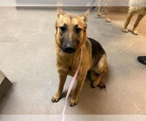 German Shepherd Dog Dogs for adoption in HESPERIA, CA, USA