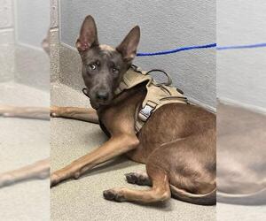 Mutt Dogs for adoption in Las Vegas, NV, USA