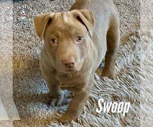 Labrador Retriever-Staffordshire Bull Terrier Mix Dogs for adoption in Omaha, NE, USA