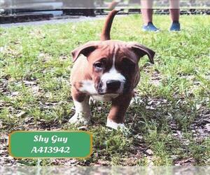 American Pit Bull Terrier-Unknown Mix Dogs for adoption in Conroe, TX, USA