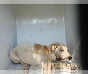 Staffordshire Bull Terrier-Unknown Mix Dogs for adoption in Houston, TX, USA