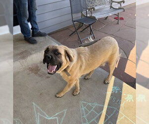 Mastiff-Unknown Mix Dogs for adoption in Fort Collins, CO, USA