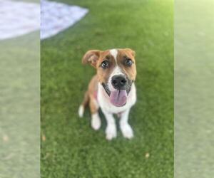 Mutt Dogs for adoption in Chula Vista, CA, USA