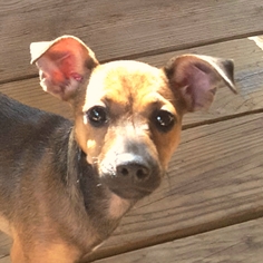 Chiweenie Dogs for adoption in Helotes, TX, USA