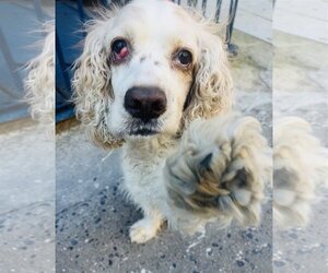 Cocker Spaniel-English Springer Spaniel Mix Dogs for adoption in Staten Island, NY, USA
