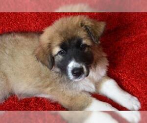 Great Pyrenees Dogs for adoption in Eureka, CA, USA