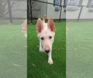 German Shepherd Dog-Unknown Mix Dogs for adoption in toms river, NJ, USA