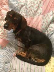 Dachshund Dogs for adoption in Tomball, TX, USA