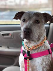 Catahoula Leopard Dog-Unknown Mix Dogs for adoption in Lockport, IL, USA