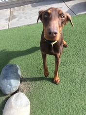 Doberman Pinscher Dogs for adoption in Newport Beach, CA, USA