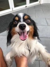 Papillon Dogs for adoption in Dana Point, CA, USA