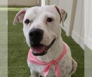 Mutt Dogs for adoption in San Antonio, TX, USA