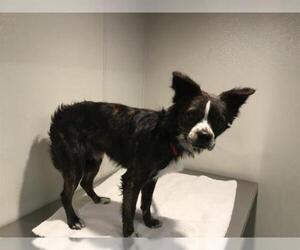 Boston Spaniel Dogs for adoption in pomona, CA, USA