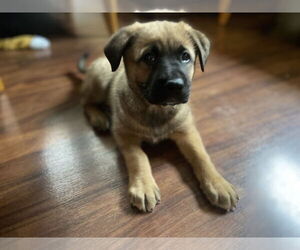 German Shepherd Dog Dogs for adoption in Seattle, WA, USA