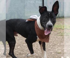 American Staffordshire Terrier-Unknown Mix Dogs for adoption in San Antonio, TX, USA