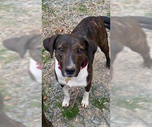 Mountain Cur-Unknown Mix Dogs for adoption in Fredericksburg, VA, USA