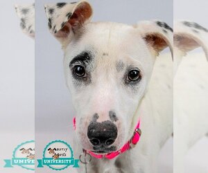 Dalmatian-Pointer Mix Dogs for adoption in Kennesaw, GA, USA