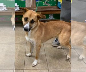 Collie Dogs for adoption in Calverton, NY, USA