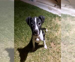 Border Collie-Unknown Mix Dogs for adoption in Las Vegas, NV, USA