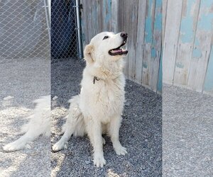 Golden Pyrenees Dogs for adoption in Hamilton, MT, USA