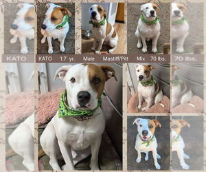Mastiff-Unknown Mix Dogs for adoption in Mesa, AZ, USA