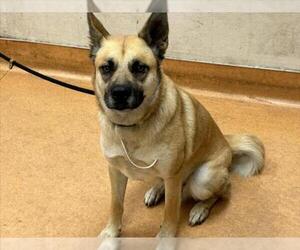German Shepherd Dog Dogs for adoption in Martinez, CA, USA