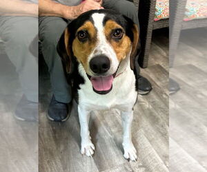 Border Collie-Unknown Mix Dogs for adoption in Ellijay, GA, USA