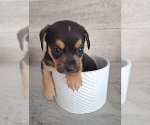 Chihuahua-Unknown Mix Dogs for adoption in Evansville, IN, USA