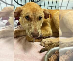 Black and Tan Coonhound-Unknown Mix Dogs for adoption in Conroe, TX, USA