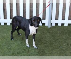 German Shorthaired Lab Dogs for adoption in Modesto, CA, USA