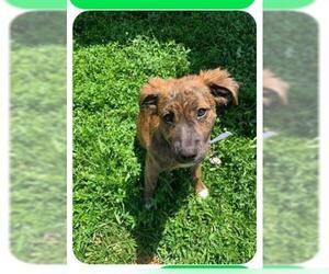 Mutt Dogs for adoption in Fort Myers, FL, USA