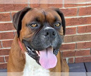 Boxer Dogs for adoption in Cookeville, TN, USA