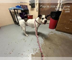 American Bulldog Dogs for adoption in Ocala, FL, USA
