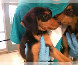 Mutt Dogs for adoption in Oklahoma City, OK, USA