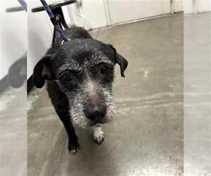 Mutt Dogs for adoption in Rosenberg, TX, USA